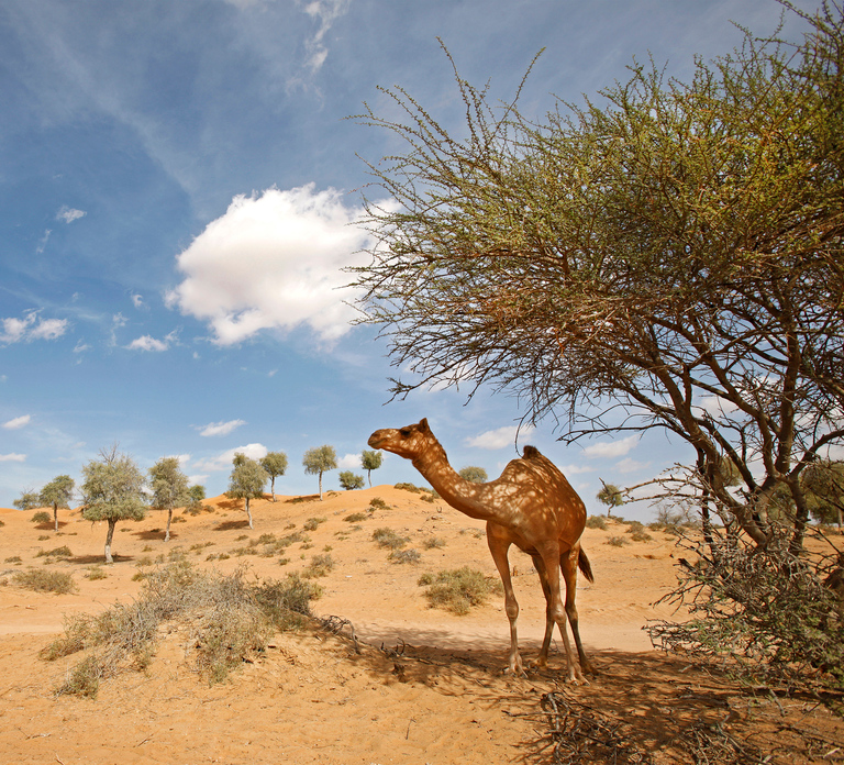 Ras Al Khaimah: Afternoon Desert Safari and BBQ Dinner