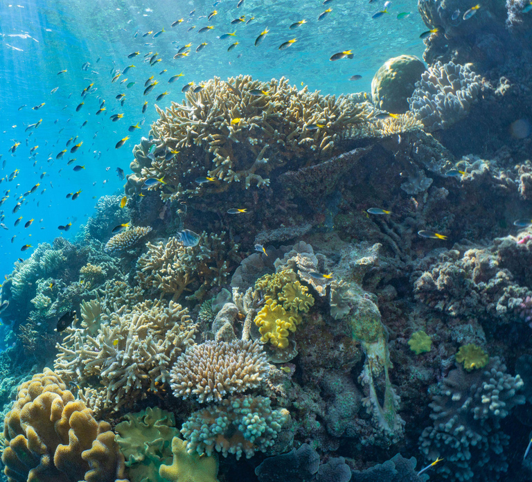 Cairns: Outer Great Barrier Reef Pontoon with Activities