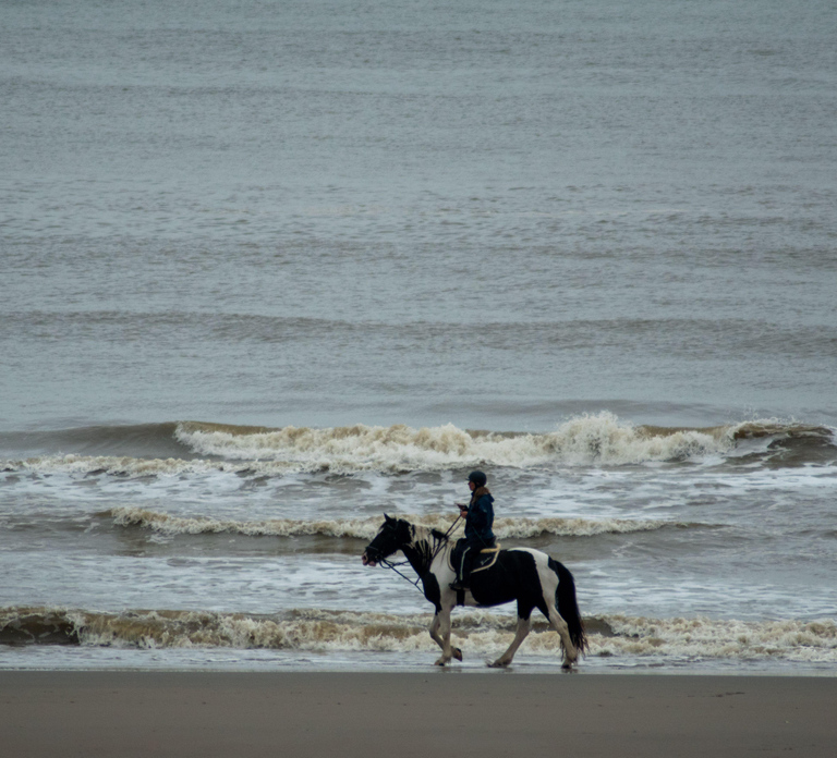 Al Shahama: Private Arabian Gulf Horseback Ride