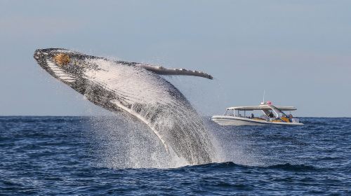 Sydney: 2.5 hour Adventure Whale Watching Cruise Day Tours