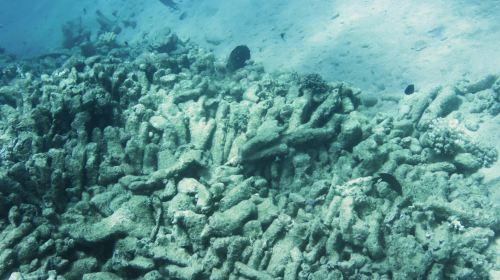 Moalboal Sardine Run