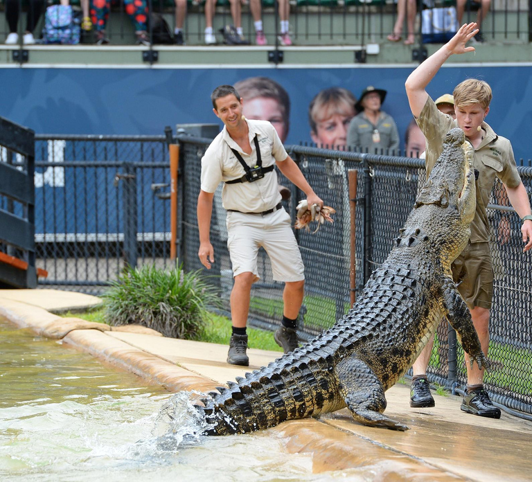 From Gold Coast : Australia Zoo Transfer and Entry Ticket