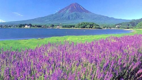 Mt. Fuji Fruit Picking, Lake Kawaguchi Train & Oishi Park 1-Day Tour