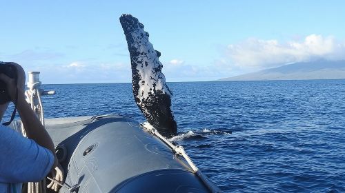 Eco-Raft Tour: Eye-Level Whale or Dolphin Watching from Lahaina