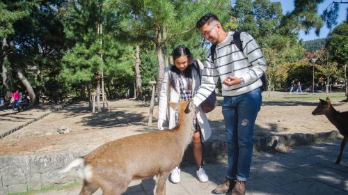 Kobe: Private Walking Shore Excursion- Kyoto/Osaka/Nara/Kobe Day Tours