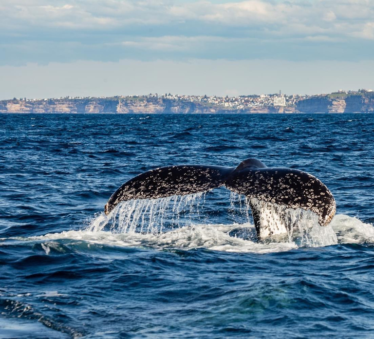 Sydney: Whale Watching Adventure Cruise