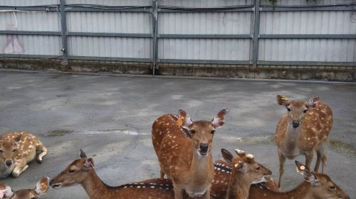 Wonderland of Deer