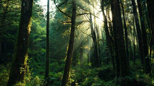 Alishan National Scenic Area Day Tour from Taichung Day Tours