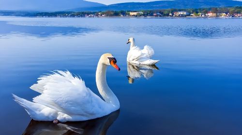 Japan Tokyo Mt. Fuji Lake Kawaguchi & Yamanakako & Lawson/Hikkawa one-day tour|Internet celebrity panoramic check-in Day Tours