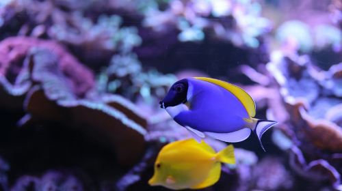 Amnéville Aquarium: Fast Track Ticket Adult