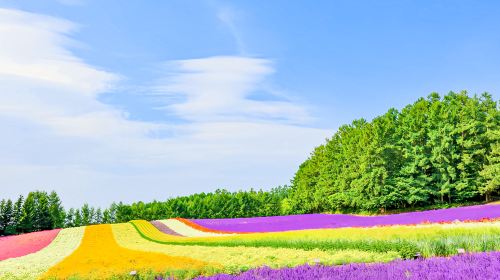 Furano 1-Day Tour: Patchwork Road, Shirogane Blue Pond & Farm Tomita