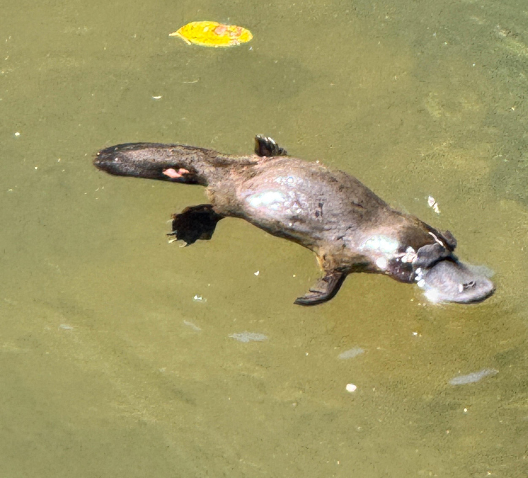 Airlie Beach: Eungella Platypus & Rainforest Eco Tour