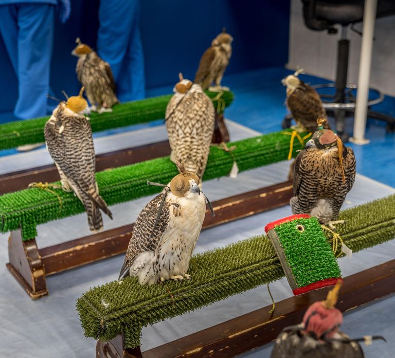 Abu Dhabi: Falcon Hospital Tour with Hotel Pickup & Drop-Off