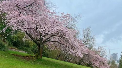 Vancouver Canada Place + Vancouver Lookout + Queen Elizabeth Park Day Tours