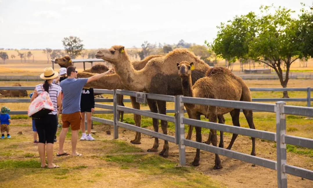 Summer Land Camel Trail Ride - 40 Minutes