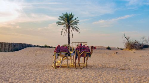 Abu Dhabi Al Khayma Seahorse Morning Dune Bashing Experience Day Tours