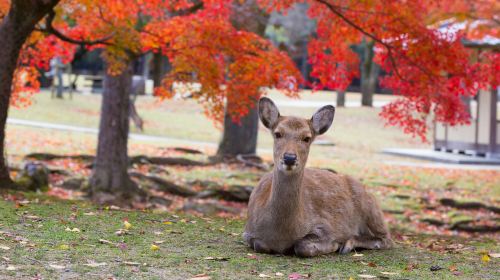 1-day tour to Kyoto, Nara and Uji – Nara Park, Byodoin Temple