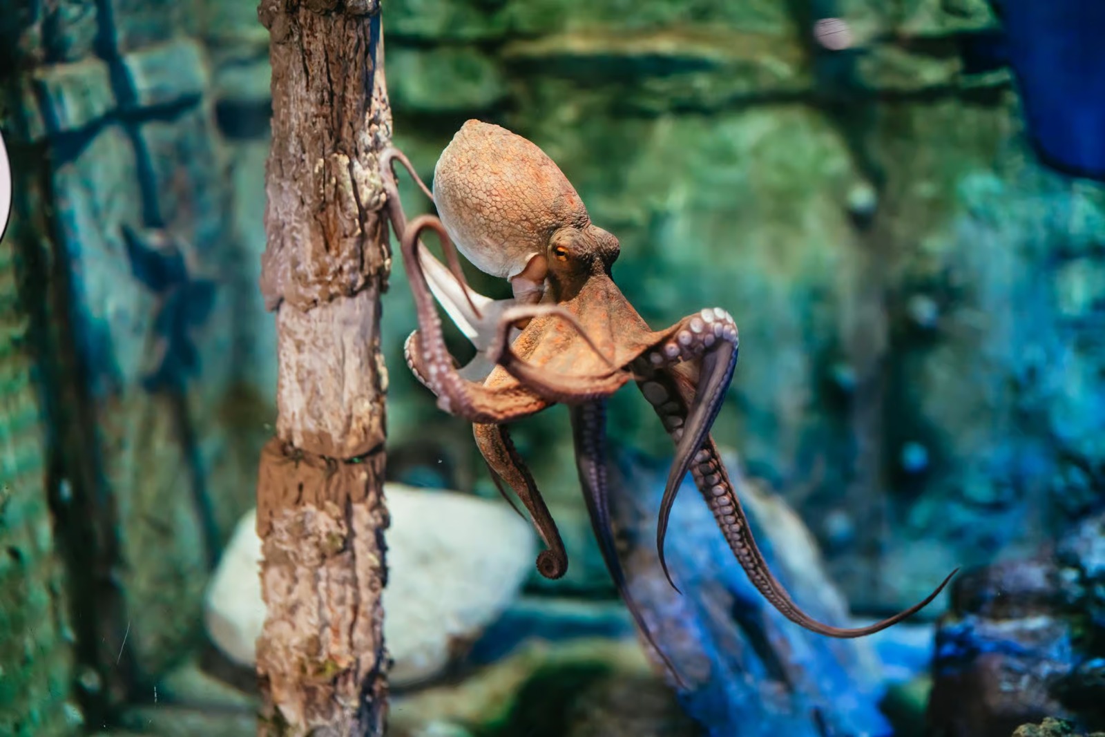Barcelona Aquarium: Entry Ticket