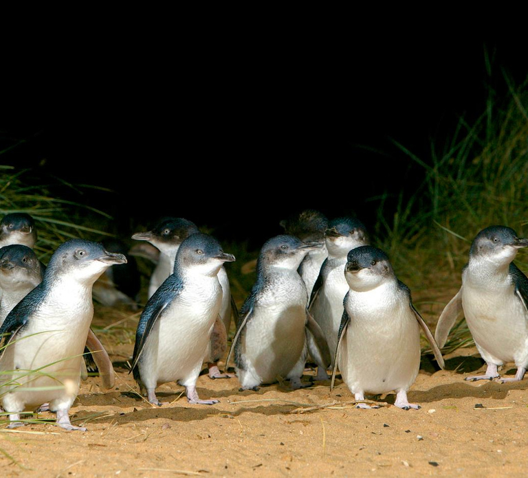 From Melbourne: Penguins and Wildlife Nature Day Tour