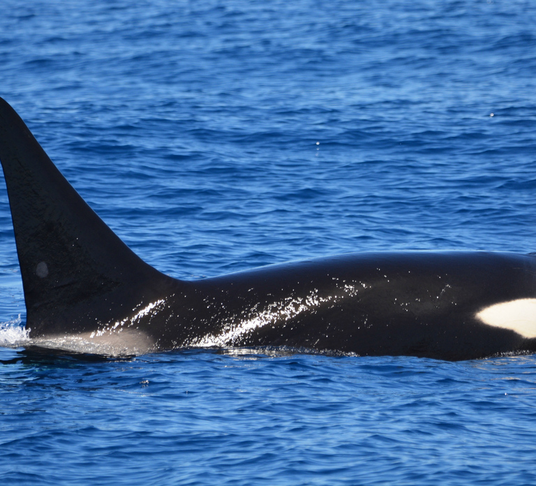 Bremer Canyon Orca Experience from Bremer Bay