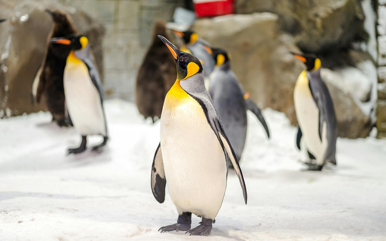 Ski Dubai: Snow Premium Tickets with Penguin Encounter