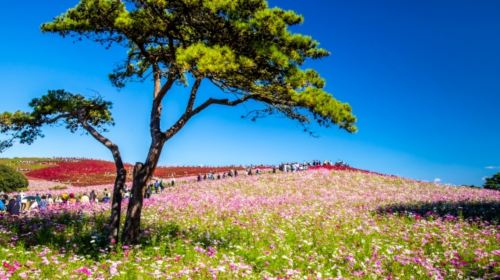 Ibaraki Autumn Special – Hitachi Seaside Park