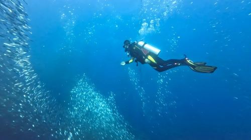 Philippines Moalboal Sardine Run Diving