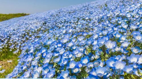 Hitachi Seaside Park