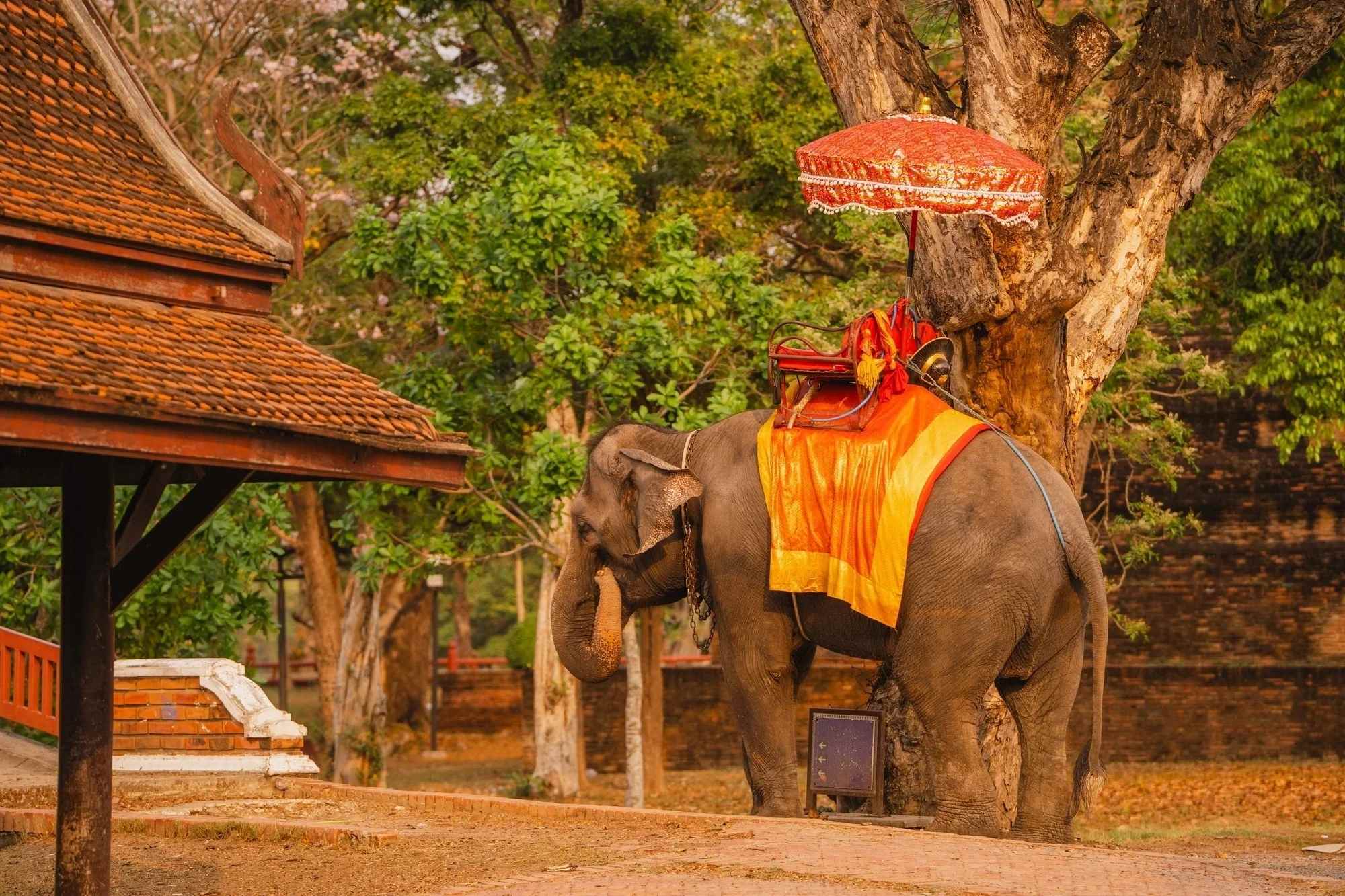 Join Tour Ayutthaya sunset