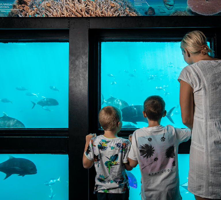 From Airlie Beach: Great Barrier Reef Pontoon Experience