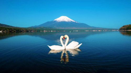 [KABA Amphibious Bus Ticket Included] Tokyo Twin Lakes Kawaguchi and Yamanaka Day Trip | Hotel Pick-up Optional Day Tours
