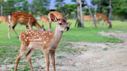 Nara Park + Kiyomizu-dera Temple + Ninenzaka and Sannenzaka + Fushimi Inari Taisha day tour [Private tour for 1 person] Day Tours