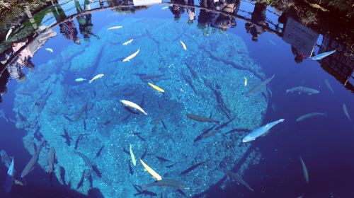 One-Day Fuji Mountain Hot Spring Tour Day Tours