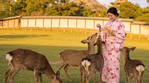 Uji Byodoin Temple/Tale of Genji Museum + Nara Park Deer Feeding Day Trip