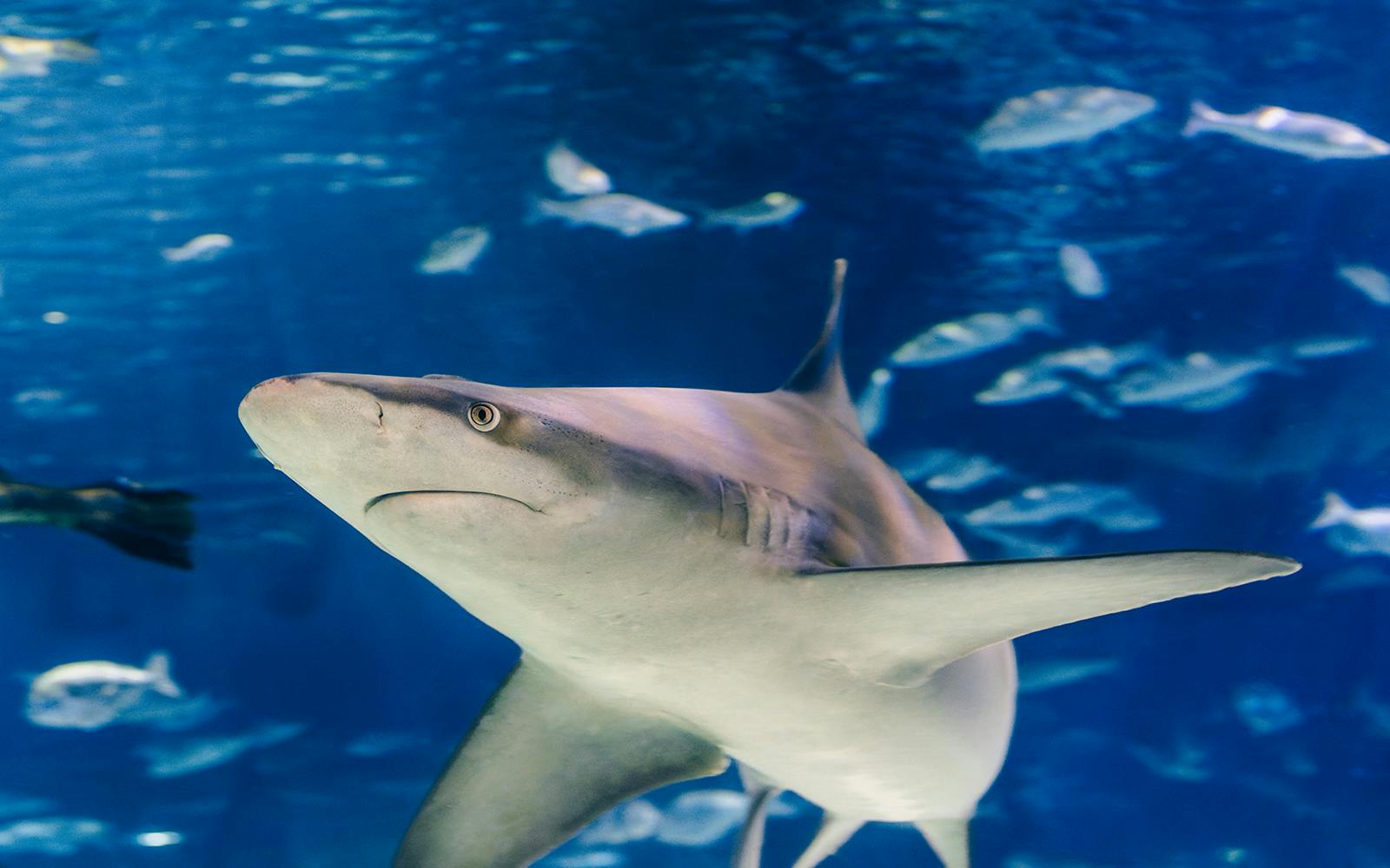 Barcelona Aquarium Skip-the-Line Tickets