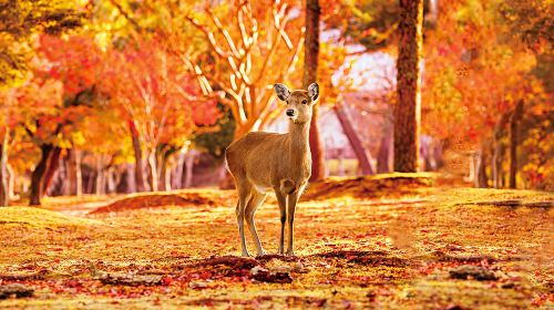 Kyoto & Nara Classic Day Tour with Friendly Deer