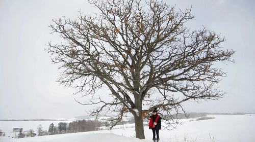 Hokkaido Asahiyama Zoo + Shirahige Waterfall + Seven Stars Tree Romantic 1-day Tour | Optional Set Lunch Included Day Tours