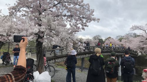 Kyoto Bamboo Forest & Golden Pavilion E-Bike Tour Day Tours