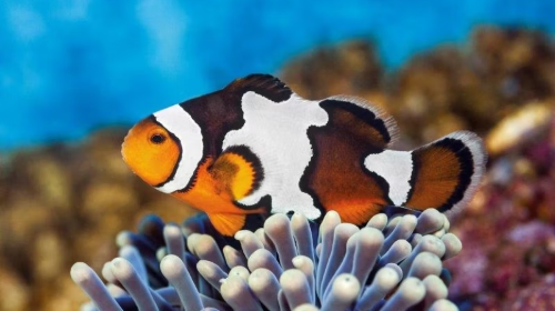 Aquarium Barcelona