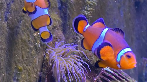 Aquarium Barcelona